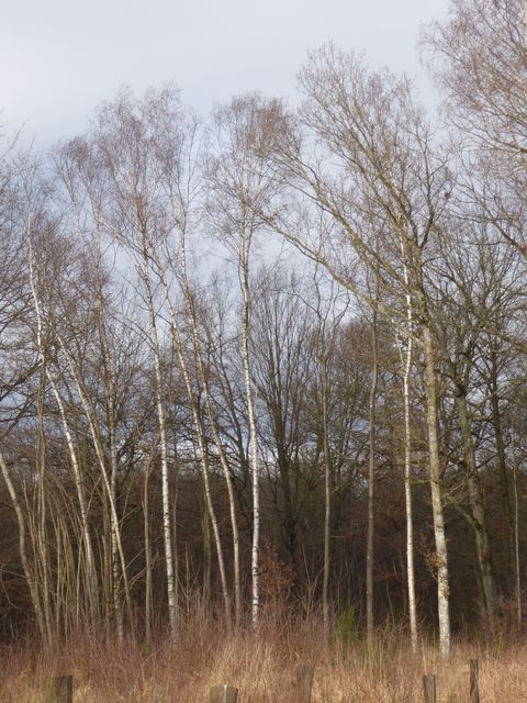 Forêt de Neufmoutiers : les bouleaux et les frênes s'invitent !