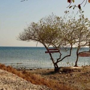Mangrove à Bali, Pejarakan