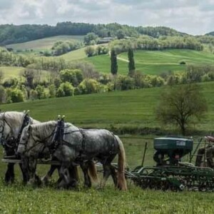 Agroforesterie chez un paysan boulanger en France, Gers