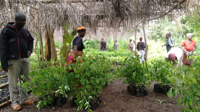 Enlèvement des plants