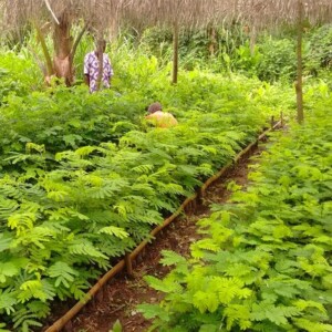 Plantation d'une ancienne variété de cacao sous arbres fertilitaires au Togo, Tove Banu