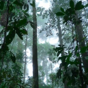 Plantation d'arbres de valeur pour protéger la forêt primaire en Equateur, Tena