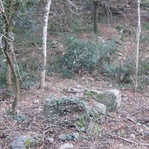 Forêt jardinée chez une jeune maraîchère en France, Hérault