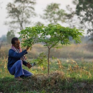 Enrichissement de rizières en agroforesterie en Thaïlande, Isan