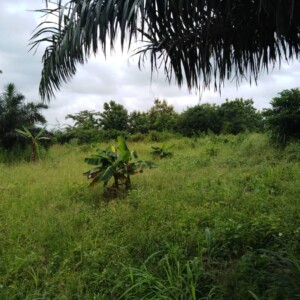 Agroforesterie et foresterie dans la vallée du fleuve Zio au Togo - 4 villages