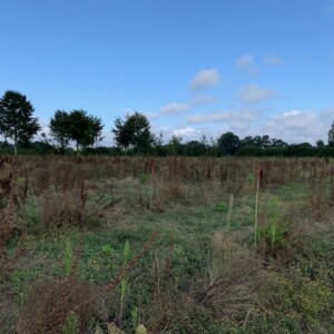Plantation de châtaigniers et de douglas en France, Orne