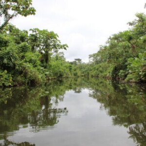 Participatory reforestation in the Ecuadorian Amazon, Tena 2024