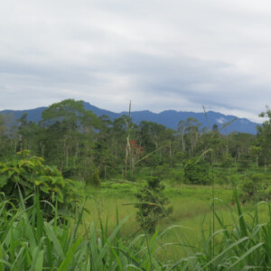 Reforestation participative en Amazonie équatorienne, Tena 2020