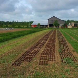 Plantation d'arbres pour restaurer les écosystèmes au Canada, Ontario