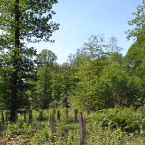 Planting to replace diseased chestnut trees in Montmorency 2024/2025, France