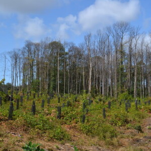 Plantation de chênes sessiles pour remplacer des châtaigniers malades et protéger la biodiversité à Montmorency, France