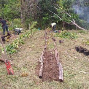 Agroforestry Amazonian seed orchard to boost local forest diversity, French Guiana