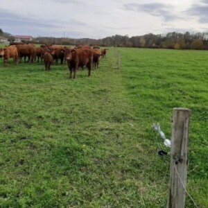 Agroforesterie au milieu d’un élevage bovin, Pyrénées-Atlantiques, France