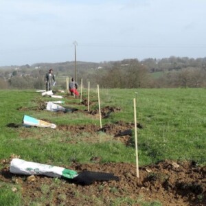 Système agroforestier en prairies pâturées, Ille-et-Vilaine, France