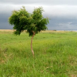 Agroforesterie, foresterie et maraîchage dans 10 villages riverains du Lac-Togo