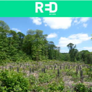 Planting the sessile oak to replace diseased chestnut trees and in Montmorency 2021, France