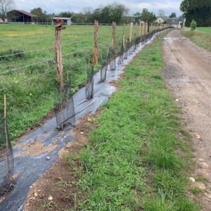 Plantations de haies bocagères par des agriculteurs, en Normandie, France