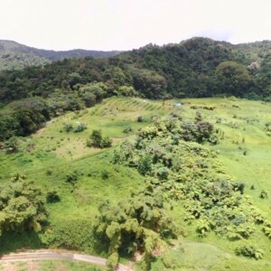 Plantation d’arbres en agroforesterie pour l'autosuffisance alimentaire et la préservation des ressources naturelles de l’île, Martinique, France