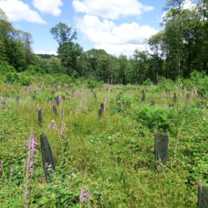 Planting the sessile oak to replace diseased chestnut trees and in Montmorency 2023/2024, France