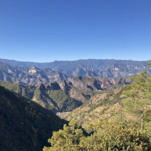 Jardins agroforestiers composés d’arbres et de plantes médicinales en Chine, Liming 2021