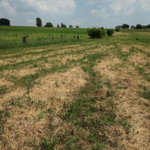 Projet agroforestier de plantation de haies sur des parcelles de blés anciens dans les Alpes de Haute Provence, France