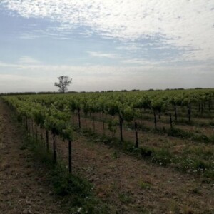 Projet agroforestier au milieu des vignes dans les Bouches-du-Rhône, France
