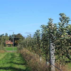 Plantation d'arbres pour restaurer les écosystèmes au Canada, Ontario 2021
