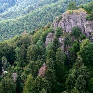 Projet pédagogique de reconstitution de peuplements sinistrés en forêt communale de Wegscheid, France