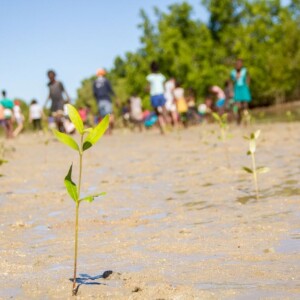 Educational mangrove planting project in Madagascar 2024