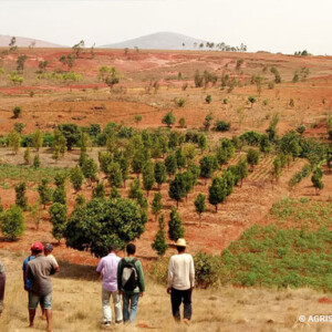 Agroforestry and forestry near Lake Itasy in Madagascar, Mahavotra 2021