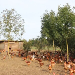 Projet agroforestier de développement de parcours volailles en Nouvelle-Aquitaine, France