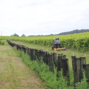 Projet agroforestier en viticulture dans le cognaçais, Charente, France