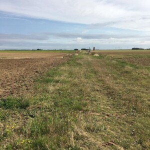 Agroforesterie sur des parcelles de grandes cultures dans la Beauce, France