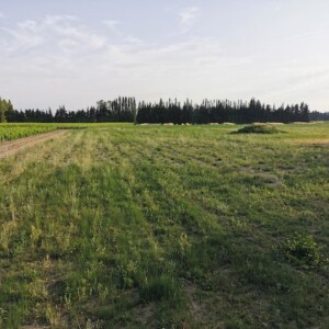 Projet en pépinière viticole et création d’une forêt jardin comestible, Vaucluse, France