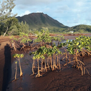 Restoring mangroves in Mont-Dore, New Caledonia