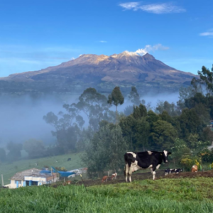 Reforestation to conserve páramos and water resources in Colombia 2025-2030
