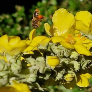 Educational project for a honey forest in the Lozère region of France