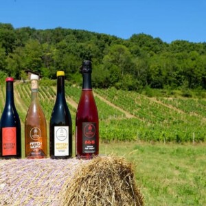 Agroforestry and permaculture planting in a vineyard in the Ain region of France