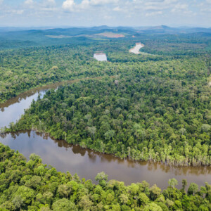 Reforestation with local communities in the Kinabatangan Sanctuary on Borneo