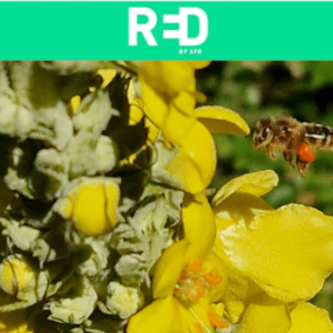Educational project for a honey forest in the Lozère region of France with RED by SFR