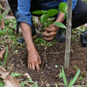 Participatory reforestation in the Ecuadorian Amazon, Tena 2025-2029