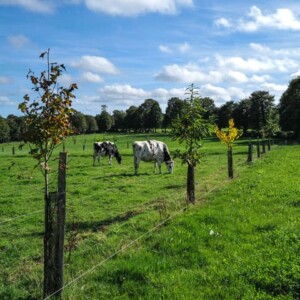 Agroforestry and animal welfare in Brittany, France